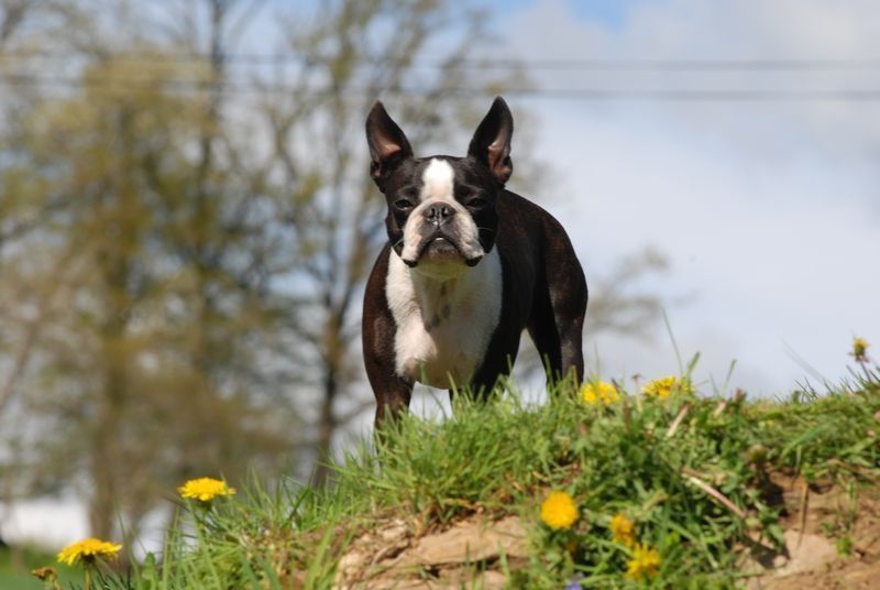 Terrier de Boston : tout savoir sur cette race de chien Terrier de Boston : tout savoir sur cette race de chien